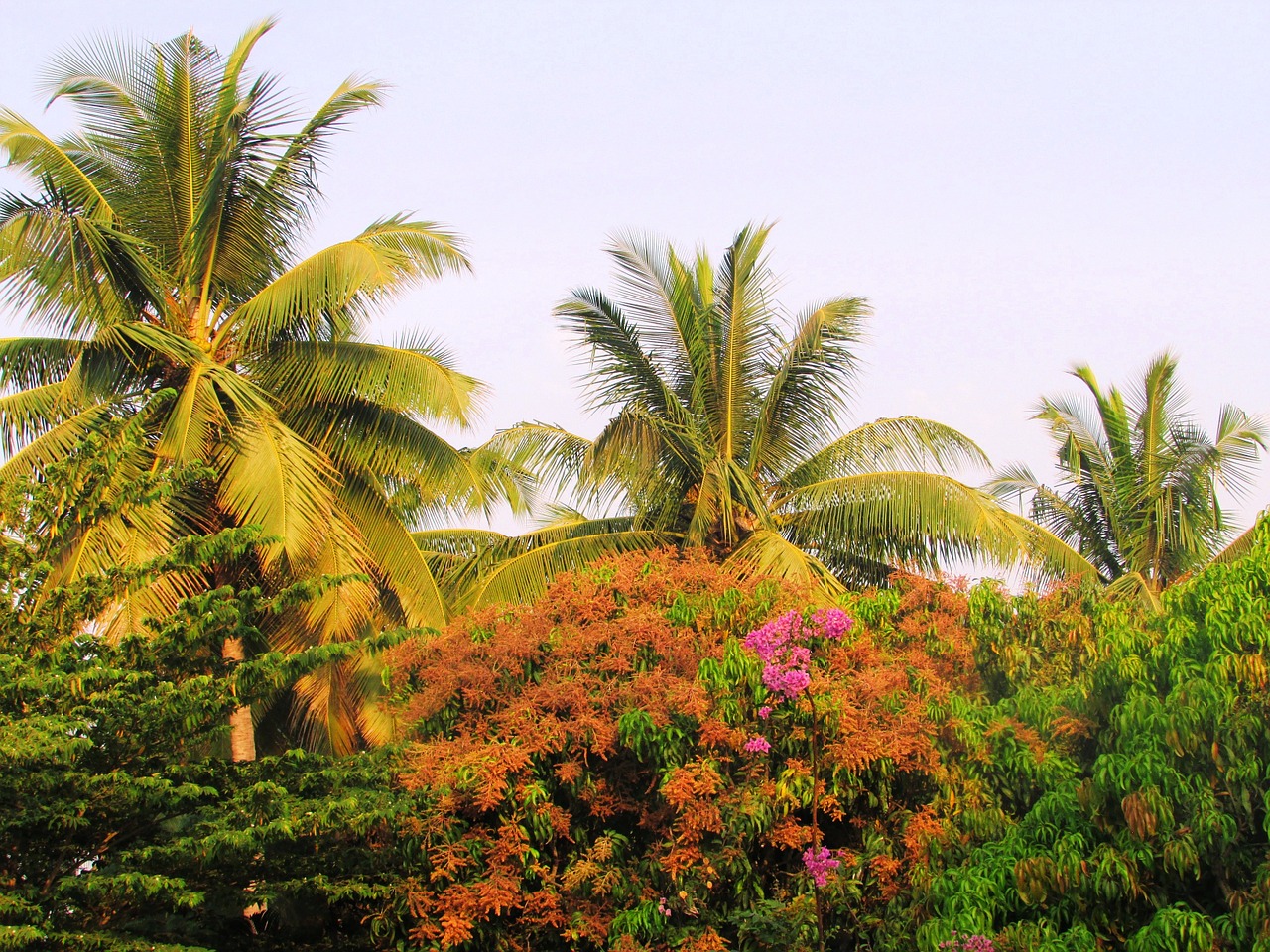 park sadhankeri trees free photo