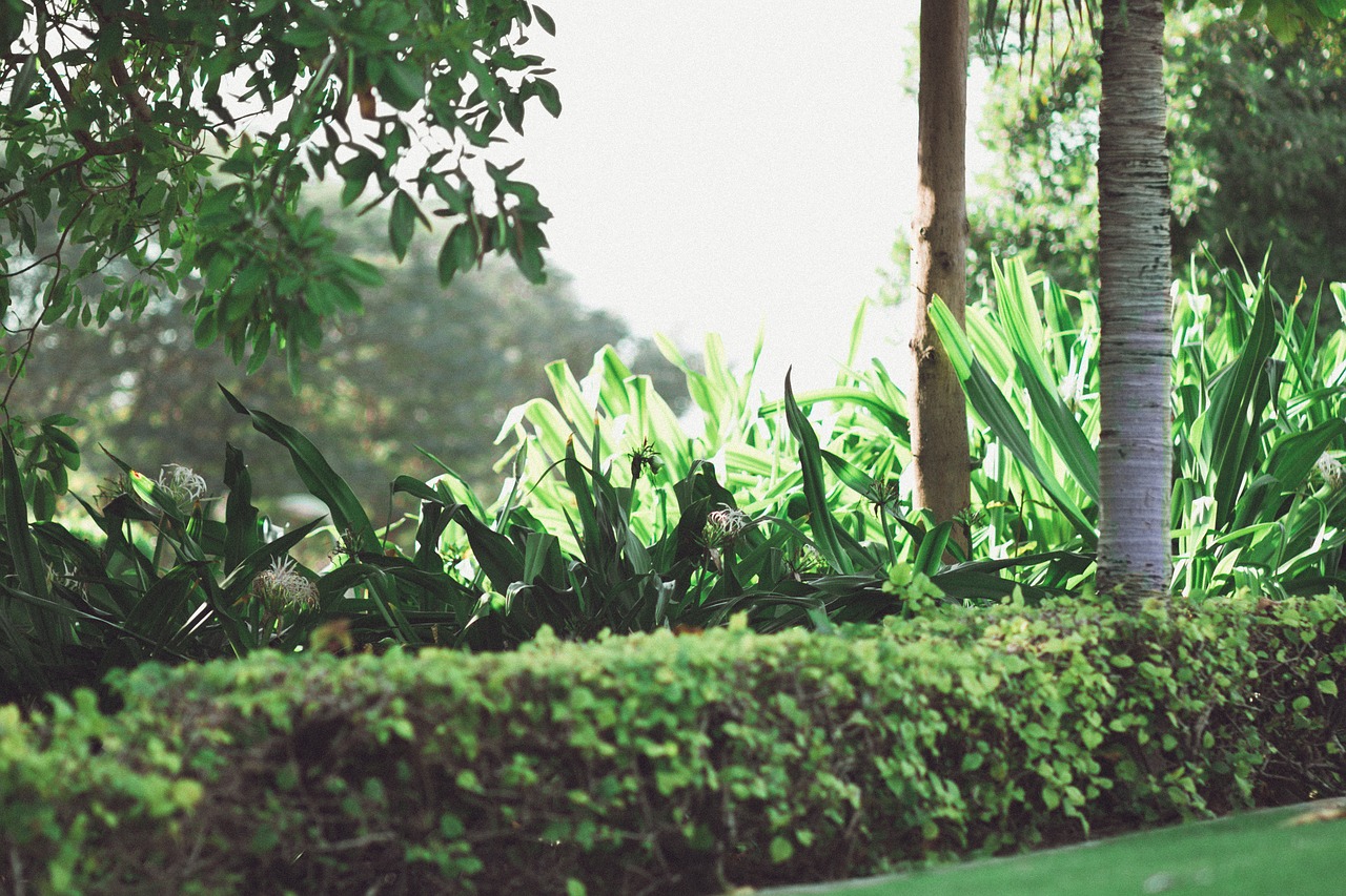 park trees green free photo