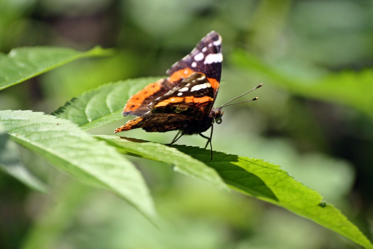 park walk in the park butterfly free photo