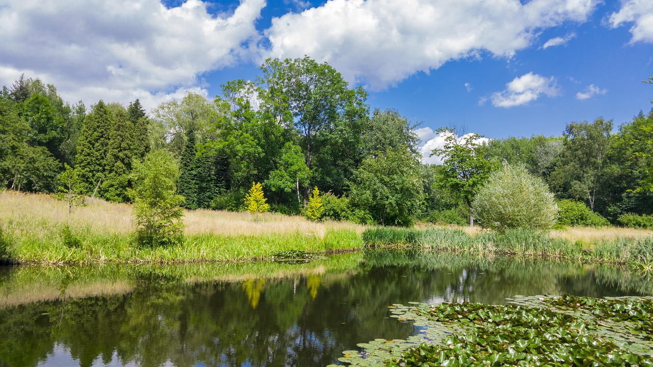 park summer nature free photo