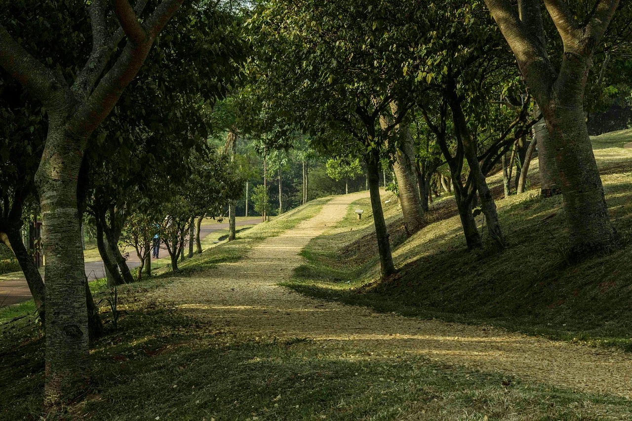 park trees nature free photo