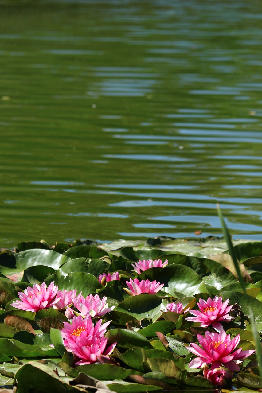 park water lilies lotus free photo