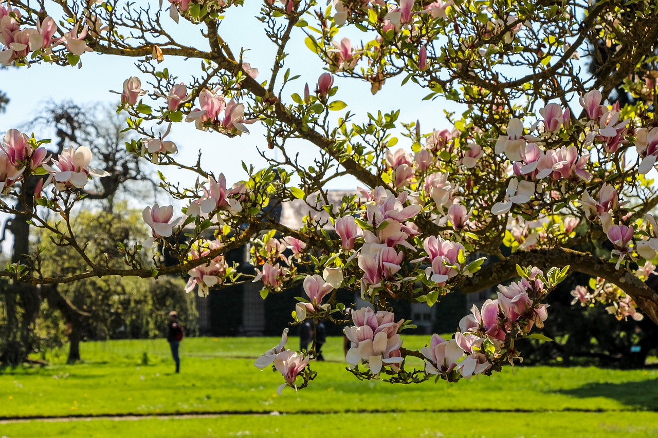 park landscape color free photo