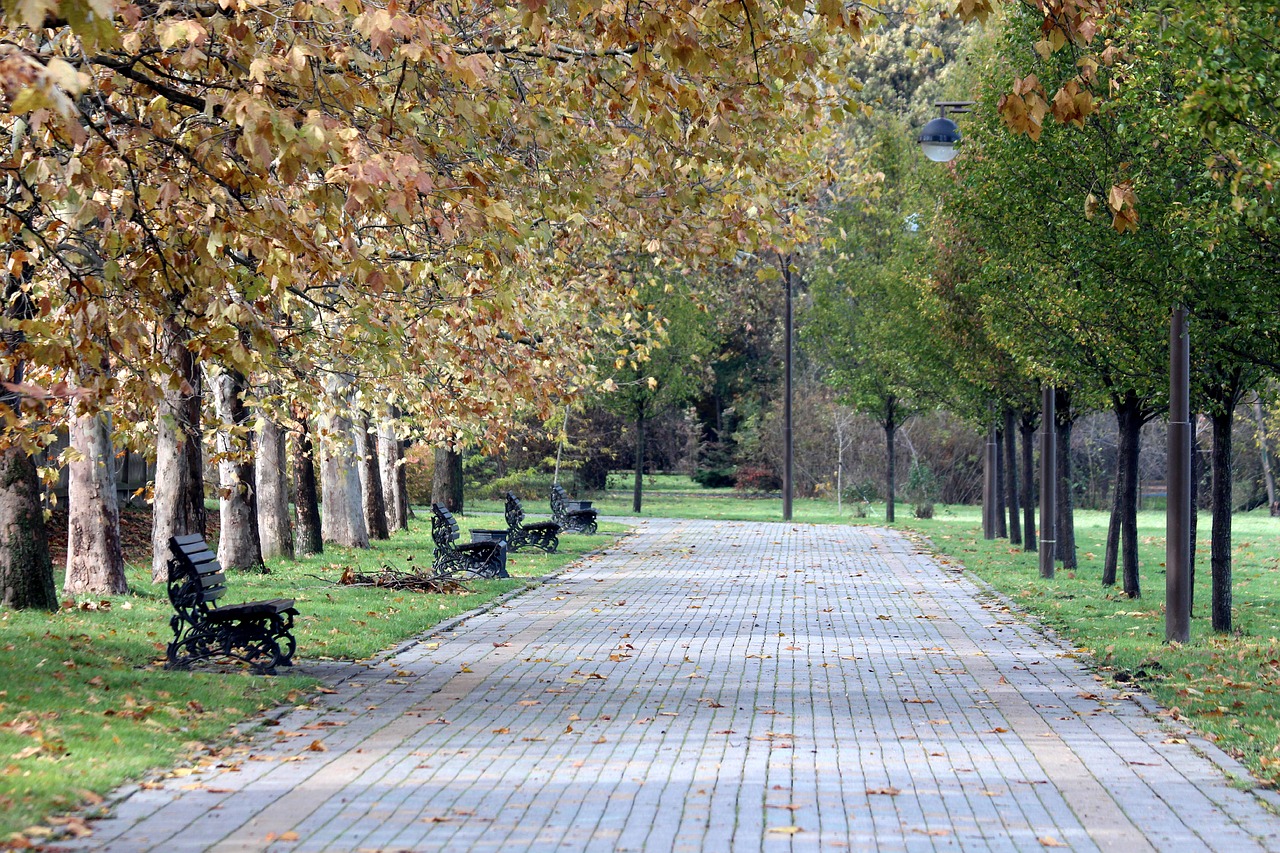 park autumn golden autumn free photo