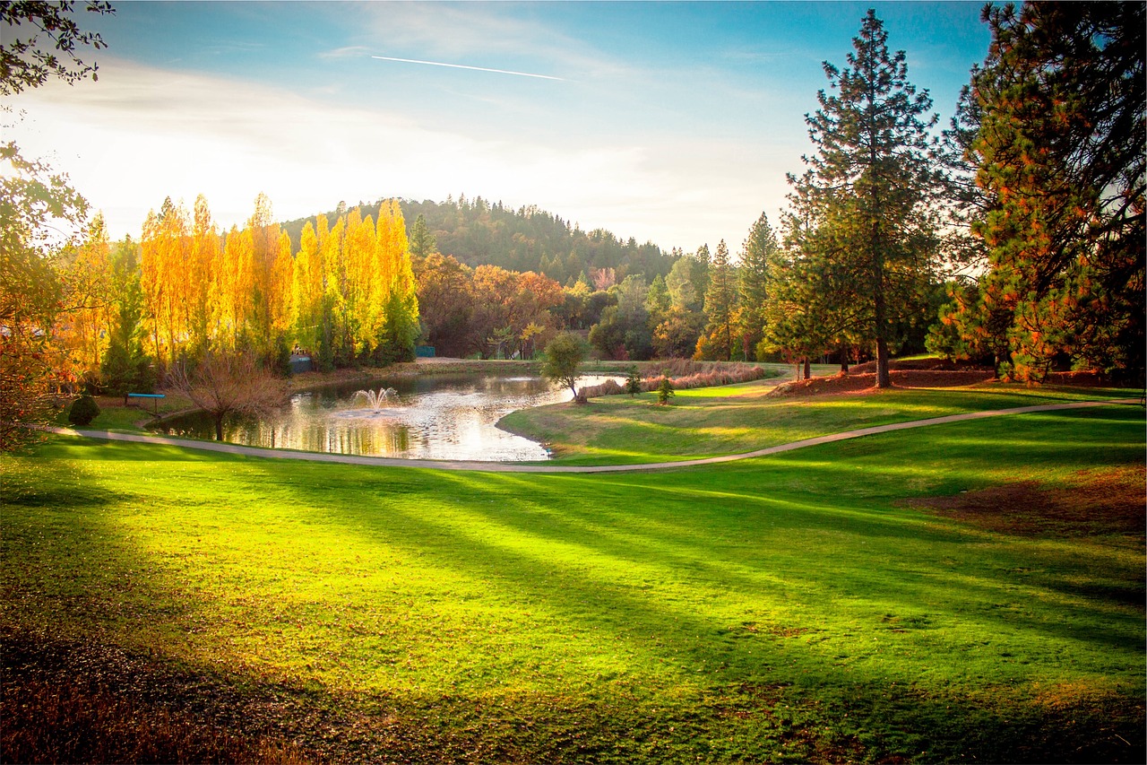 park trees grass free photo