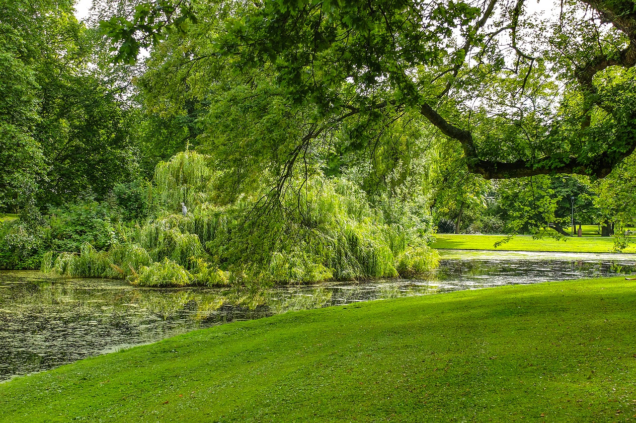 park garden tree free photo