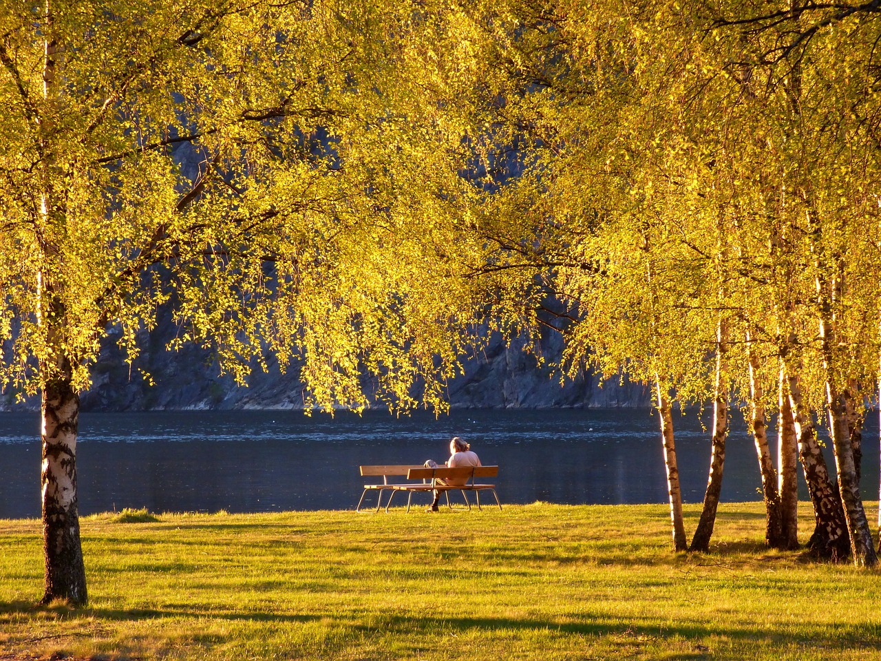 park trees sunset free photo