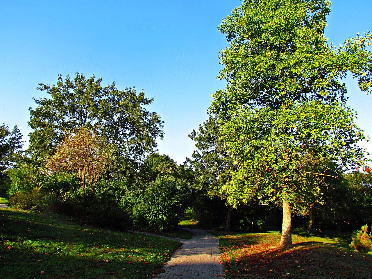 park autumn tree free photo