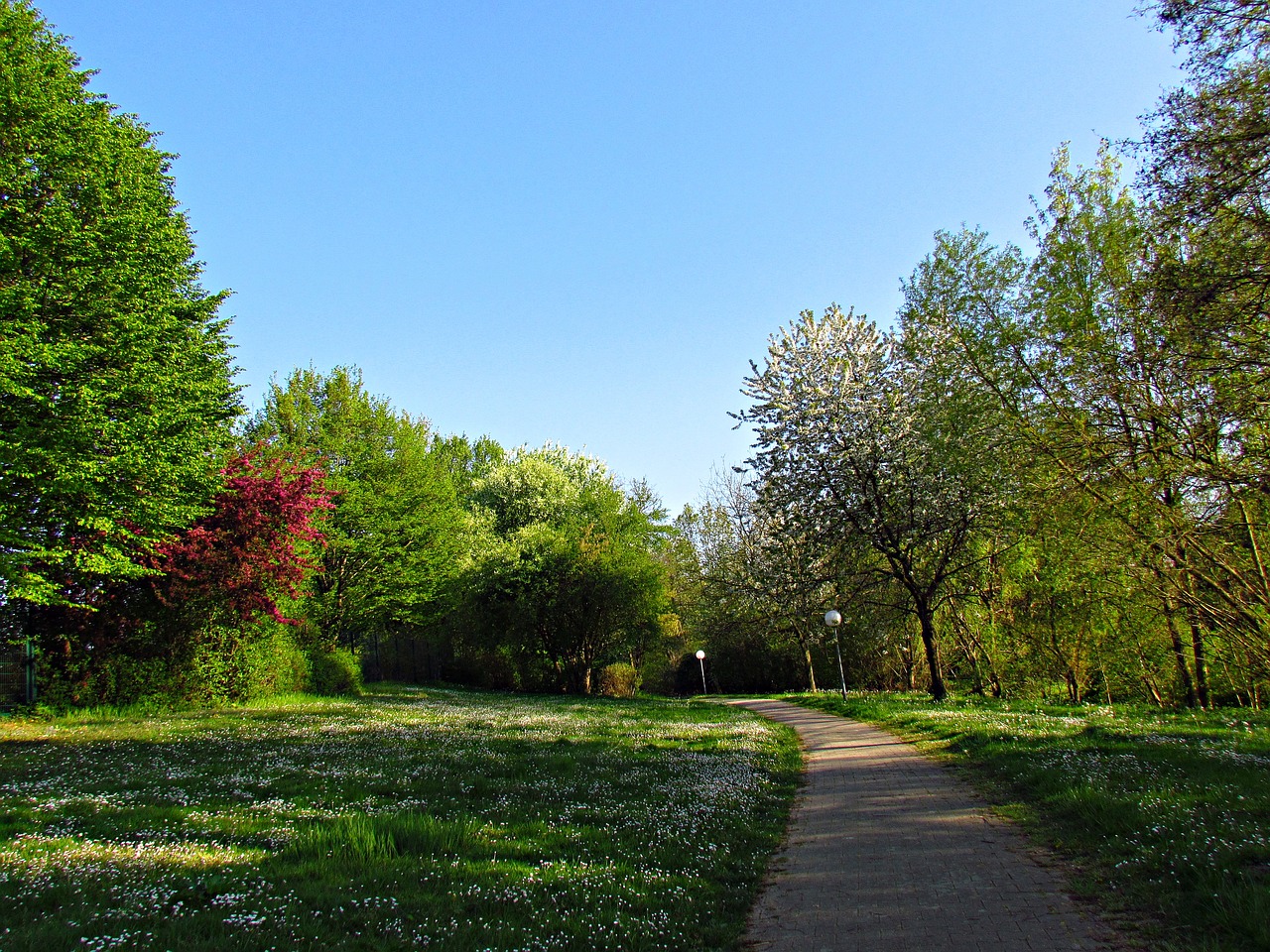 park alley spring free photo