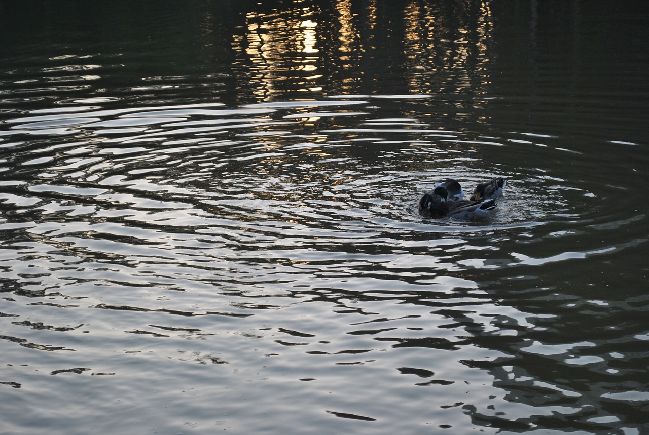 park animals duck free photo