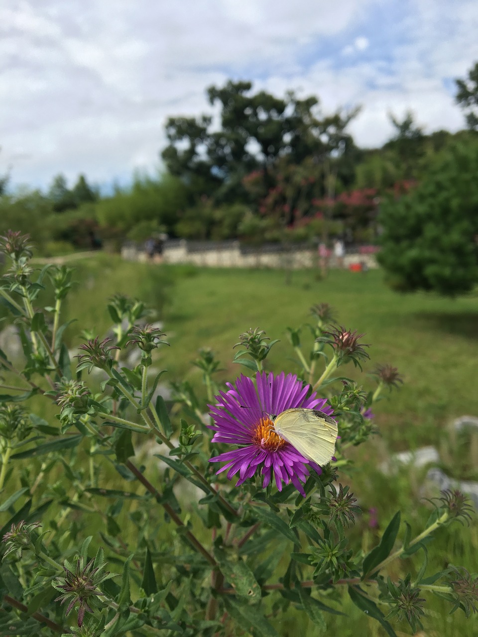 park butterfly flowers free photo