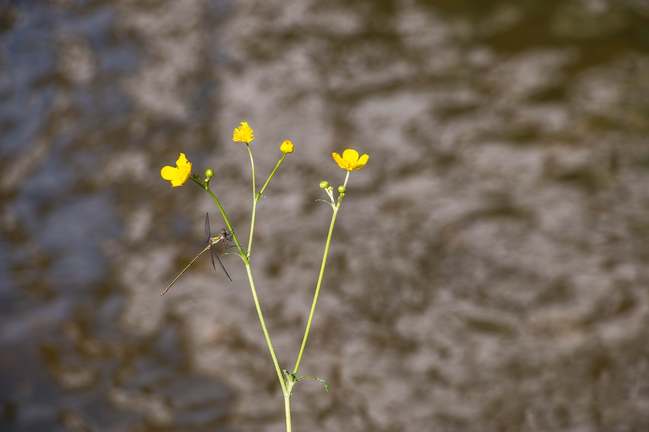 park pond flowers free photo