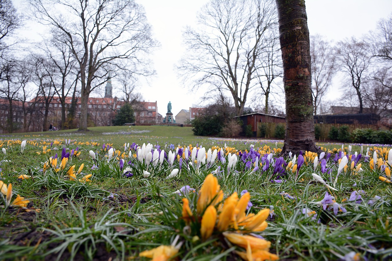 park flowers spring free photo