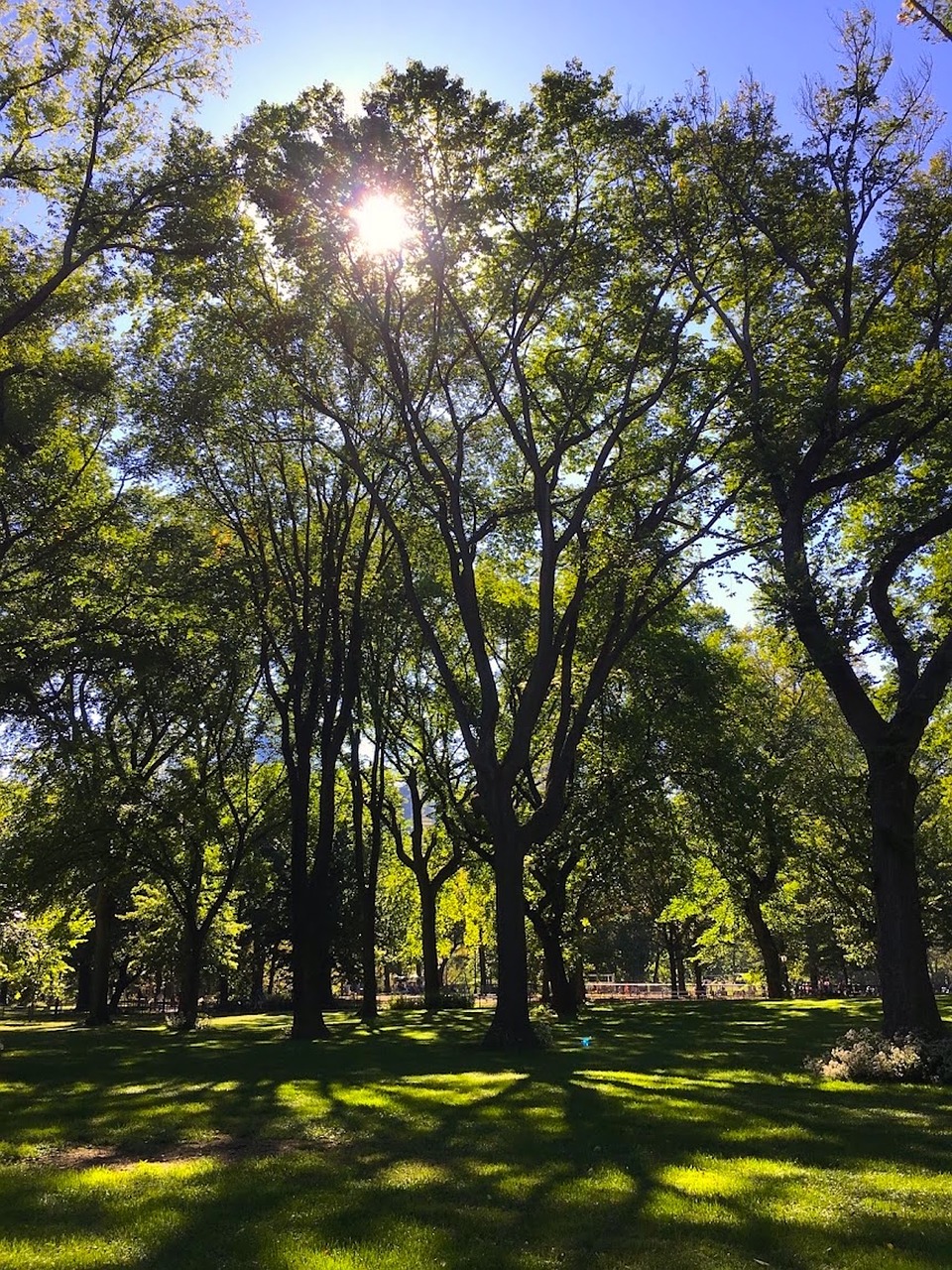 park sun trees free photo