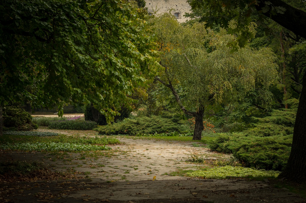 park trees green free photo