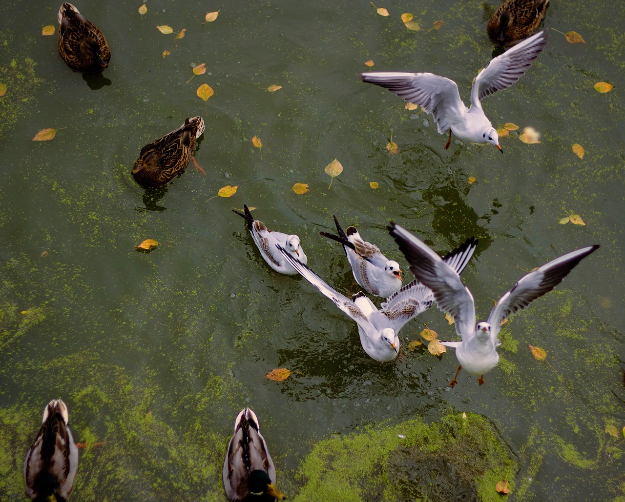 park lake gulls free photo