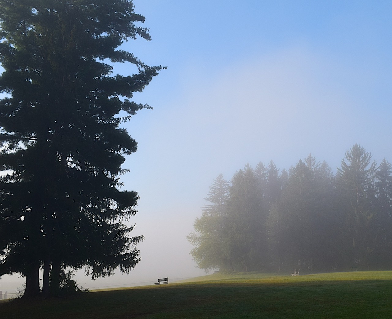 park fog morning free photo