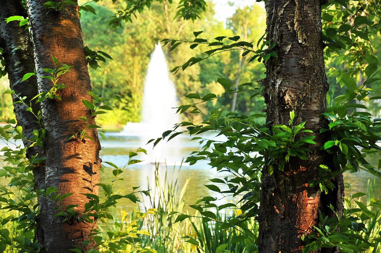 park trees pond free photo