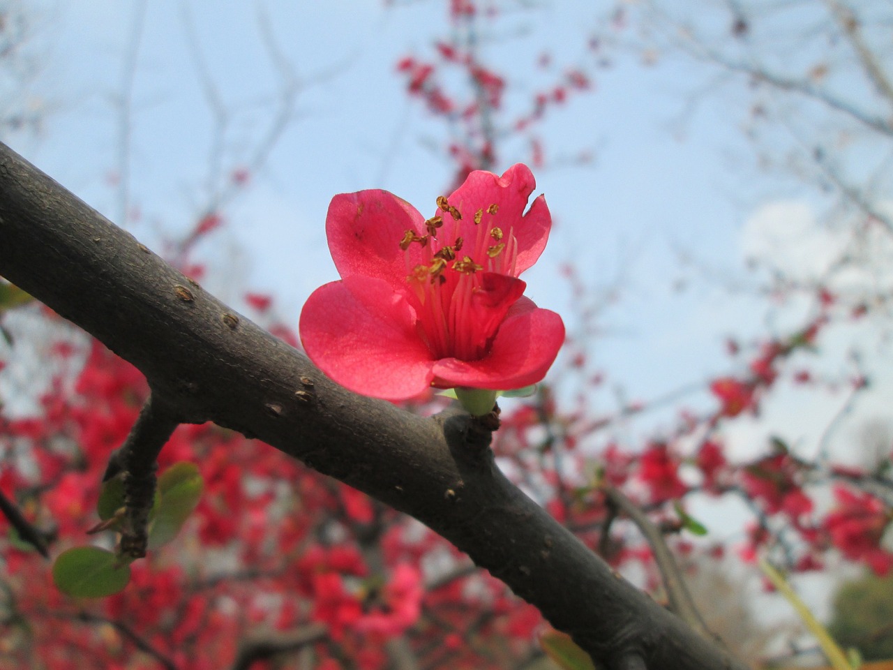 park begonia pink free photo