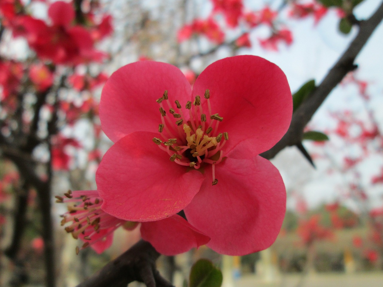 park begonia pink free photo