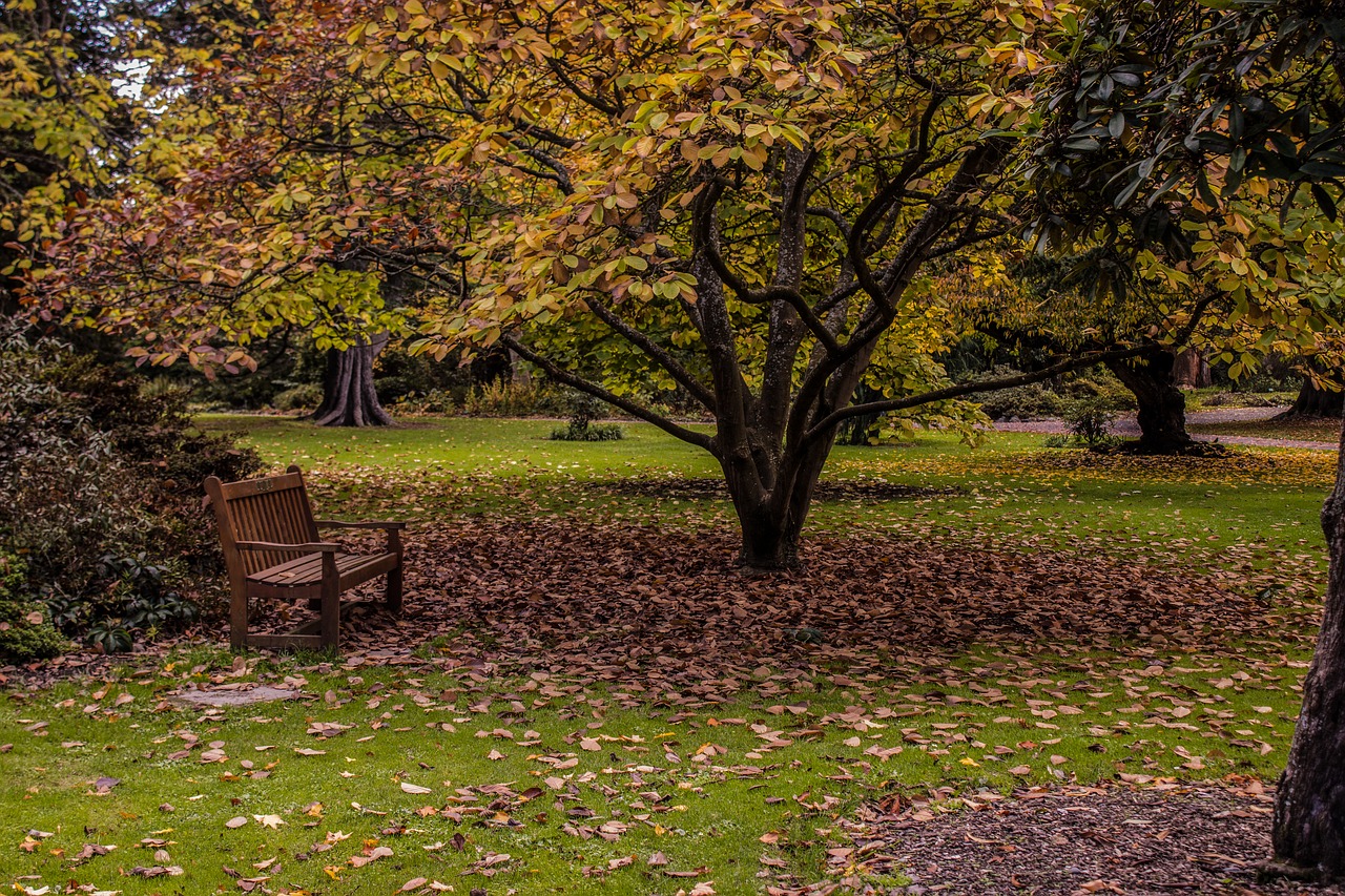 park new zealand autumn free photo