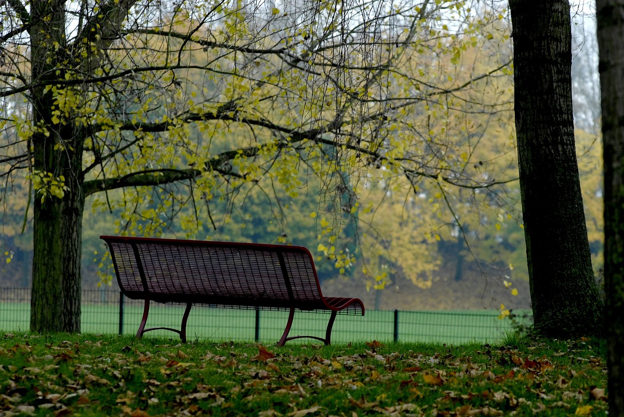 park tree fall free photo