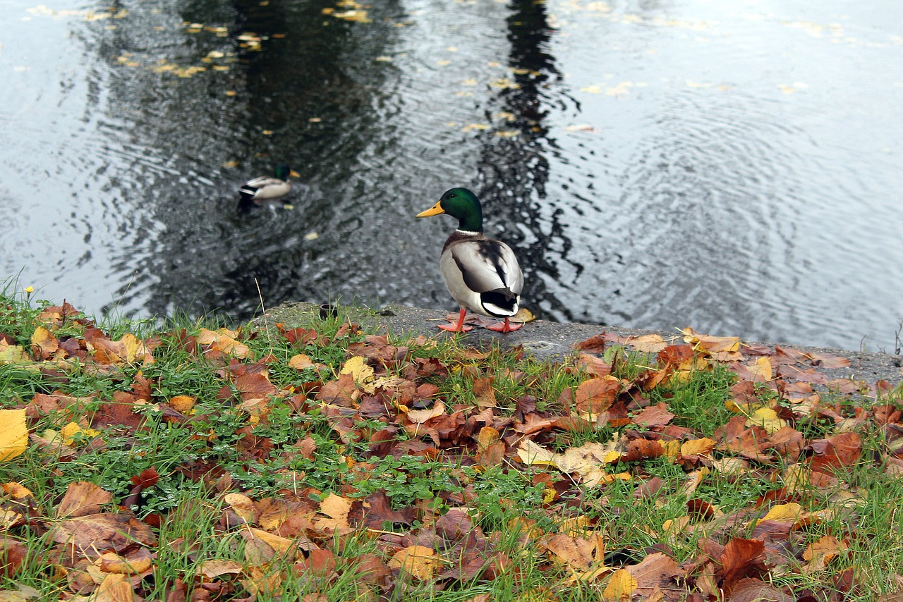 park autumn spacer free photo