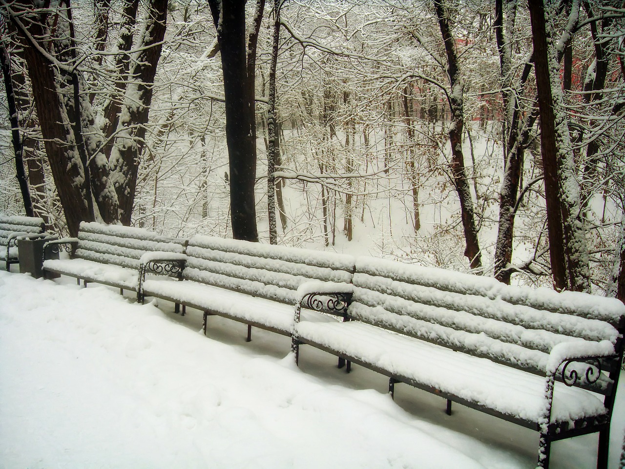 park benches bench free photo