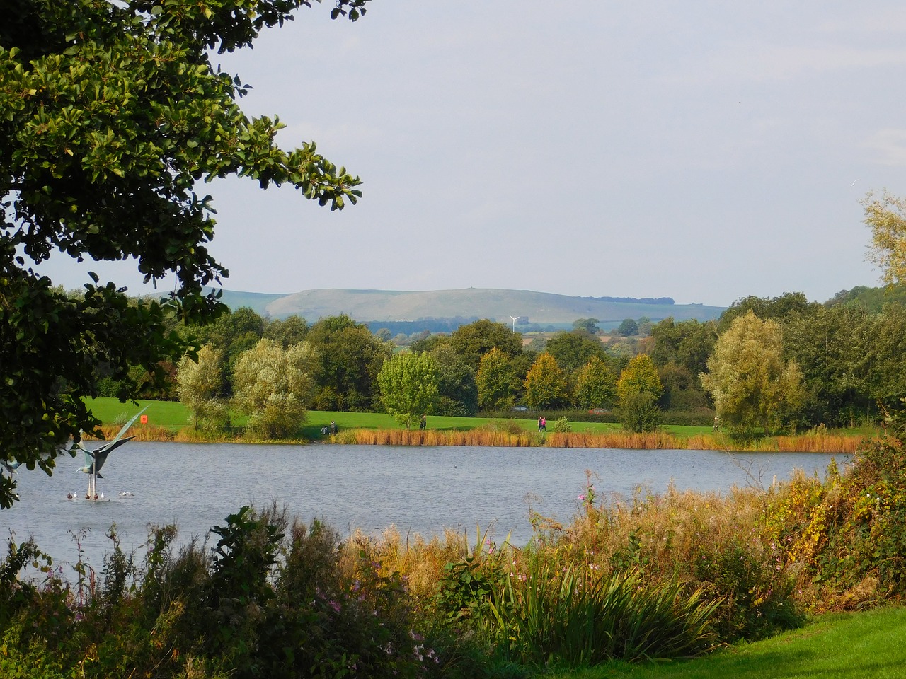 park pond landscape free photo