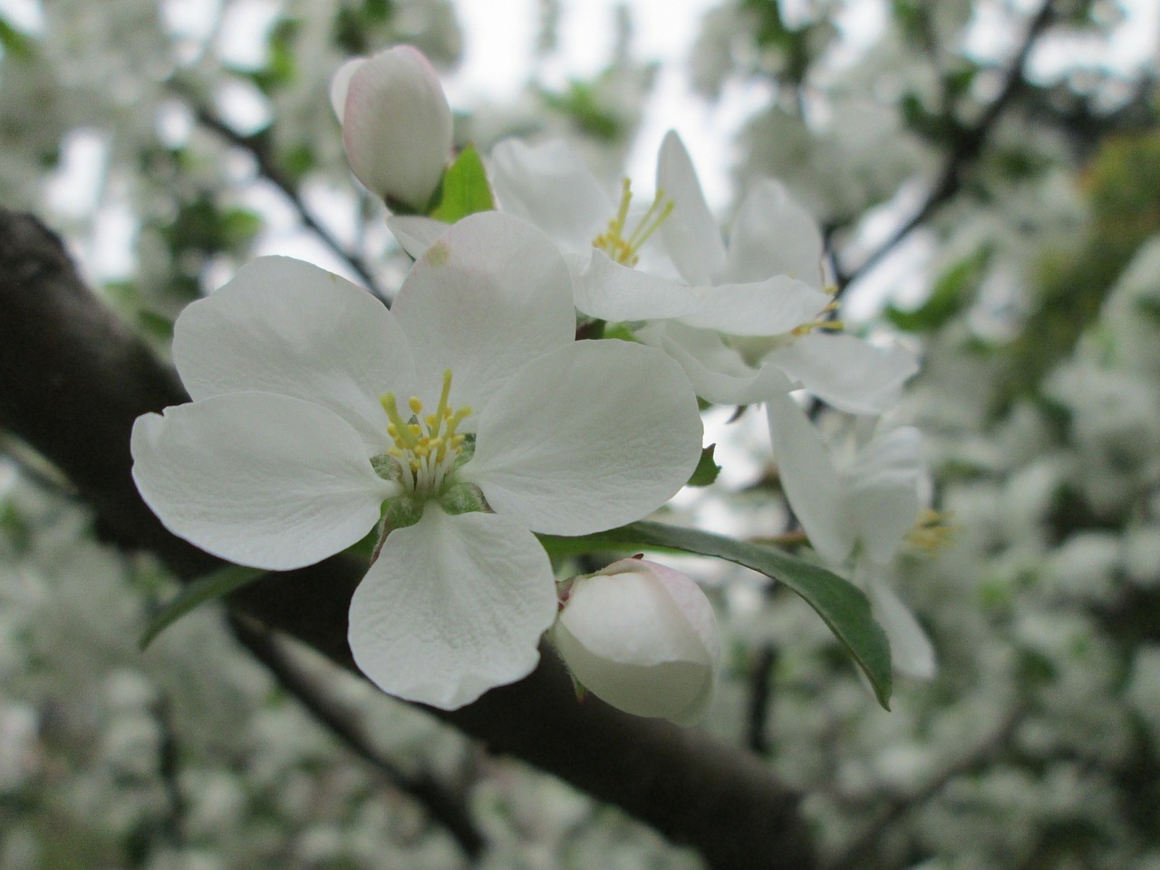 park cherry blossom white free photo