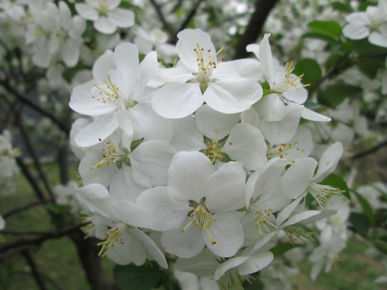 park cherry blossom white free photo