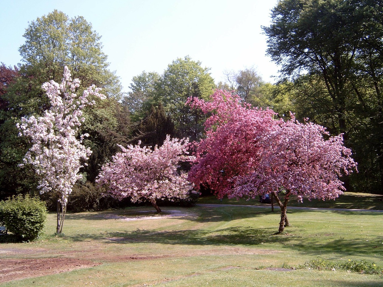 park spring flowers free photo