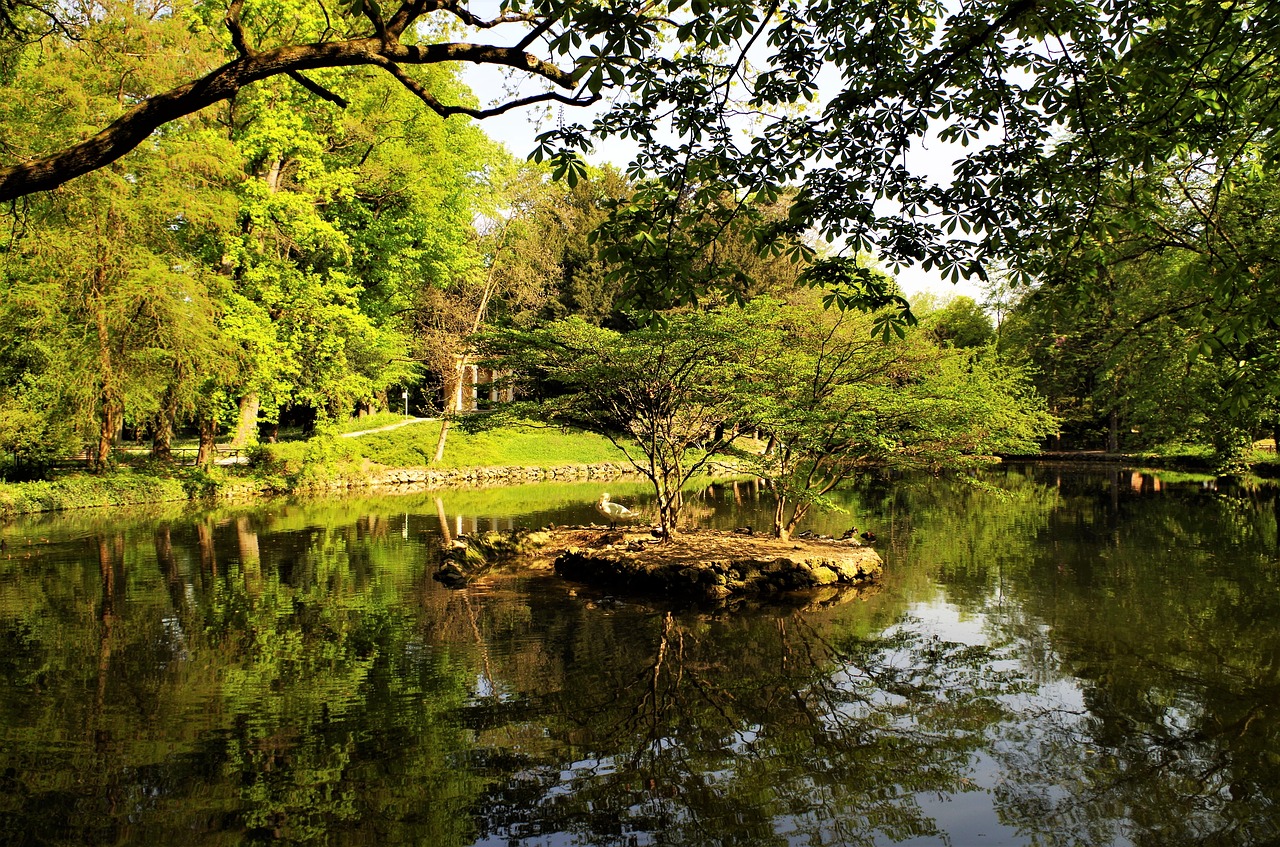 park  green  pond free photo