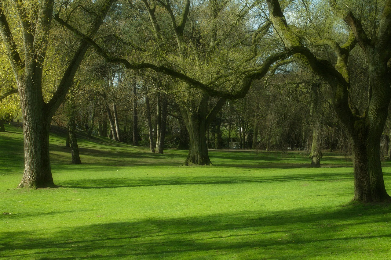 park trees spring free photo