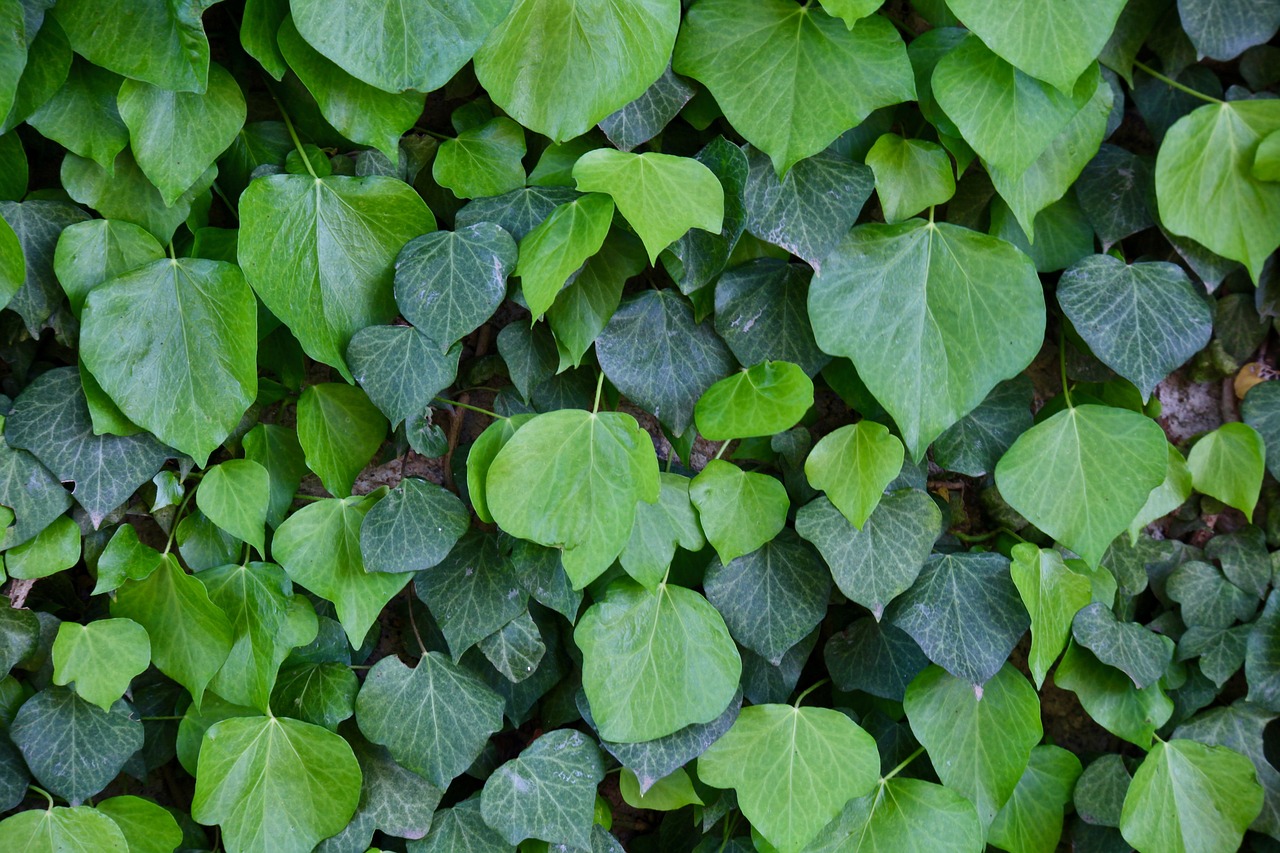 park  green  leaf free photo