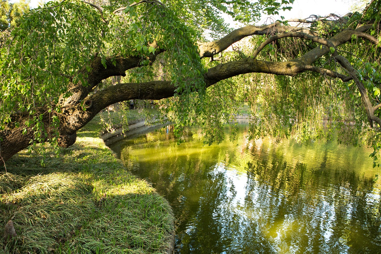 park  water  nature free photo