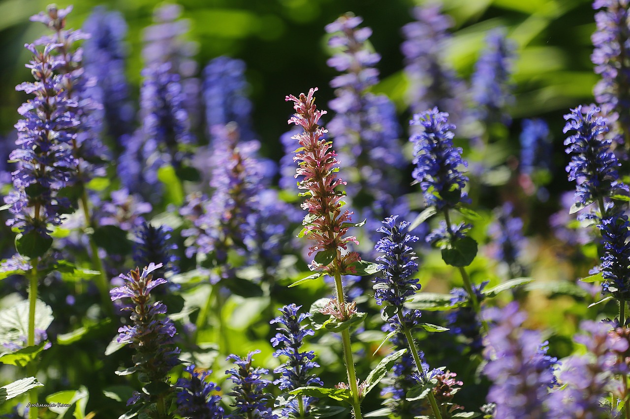 park  beauty  plant free photo