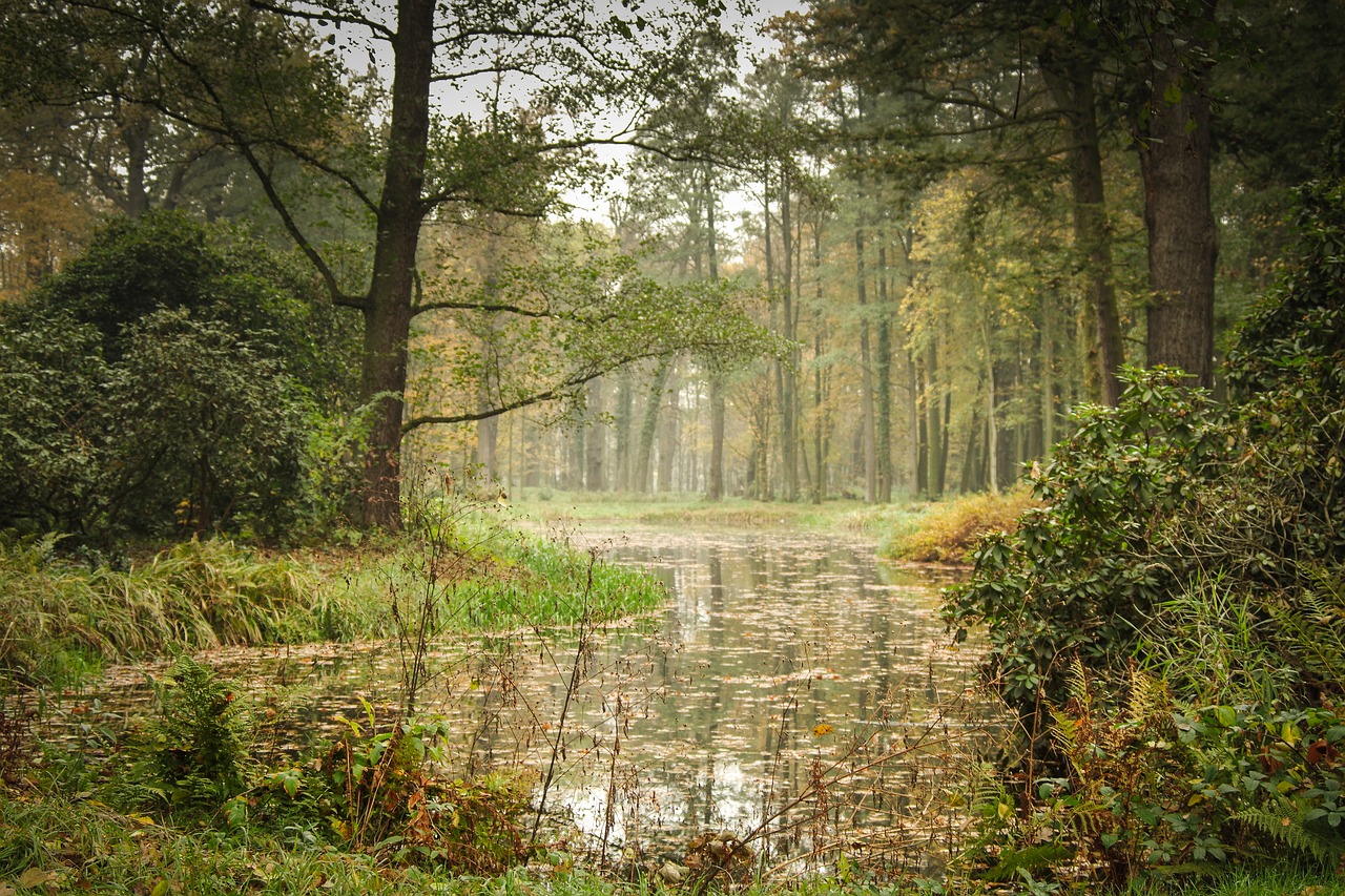 park  pond  tree free photo