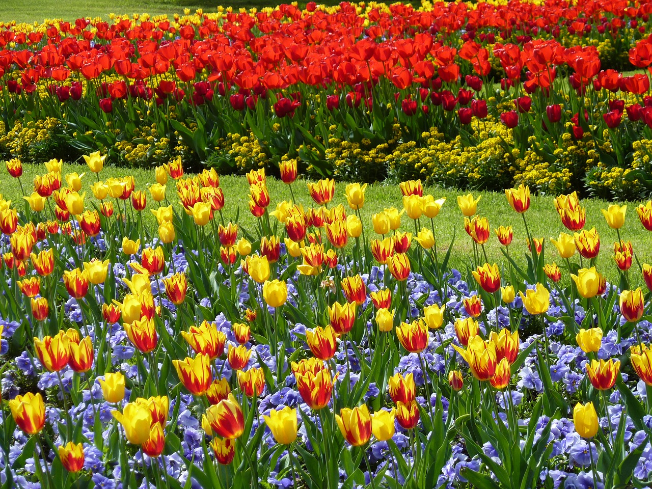 park  tulips  tulip field free photo