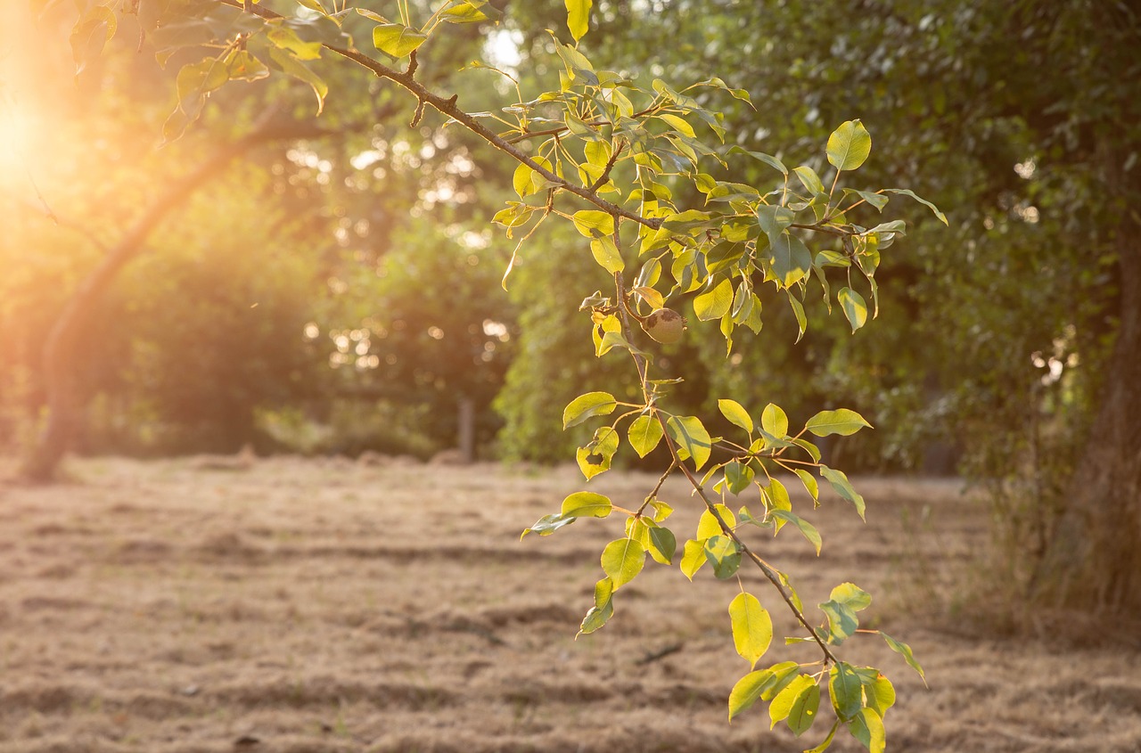 park  evening sun  leaves free photo