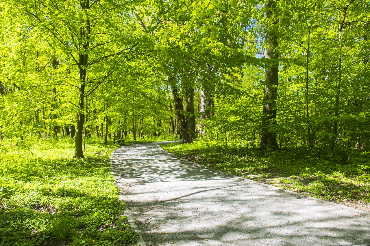 park  alley  opole free photo