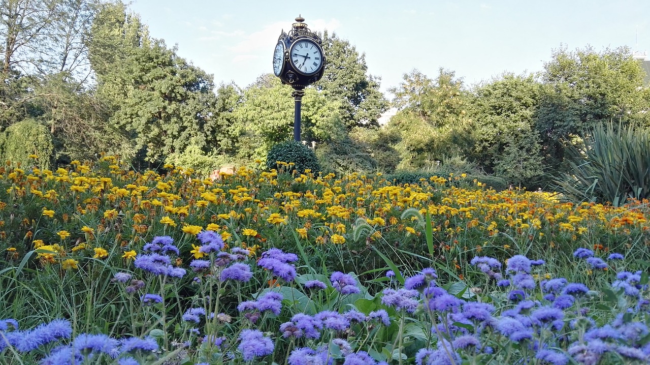 park  nature  flowers free photo