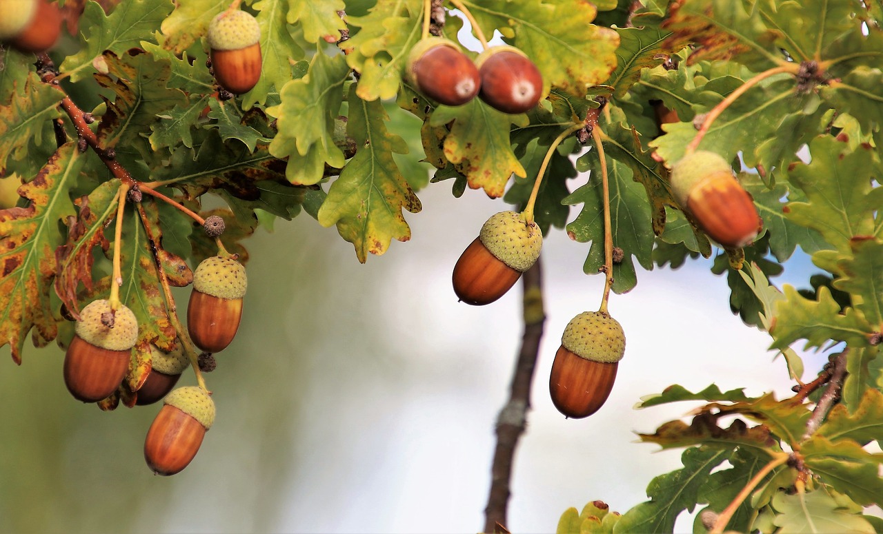 park  acorns  oak free photo