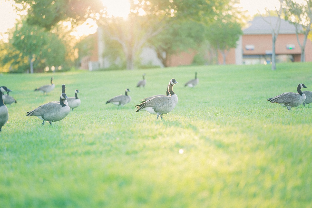 park  geese  nature free photo