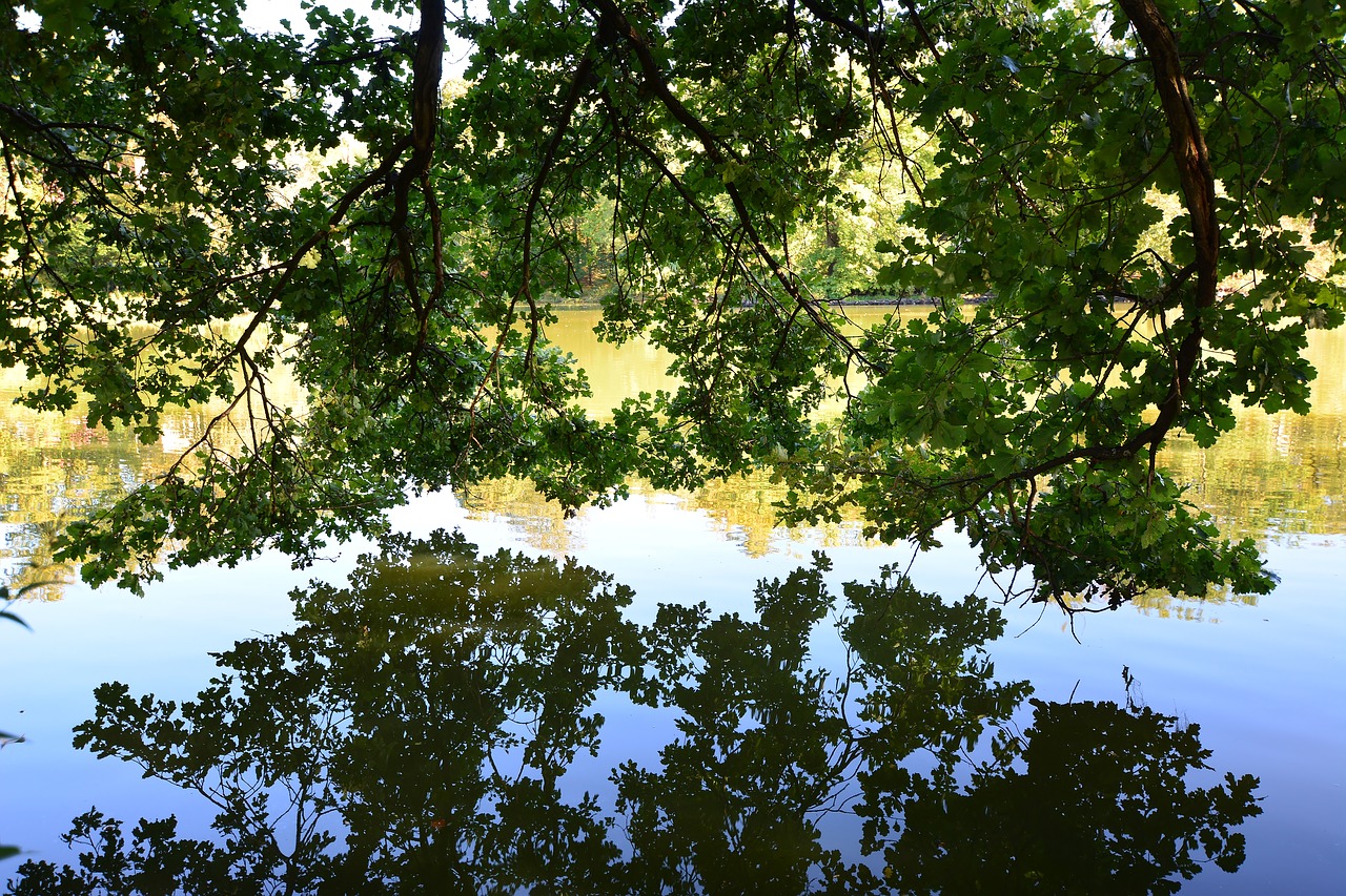 park  park lake  greiz free photo