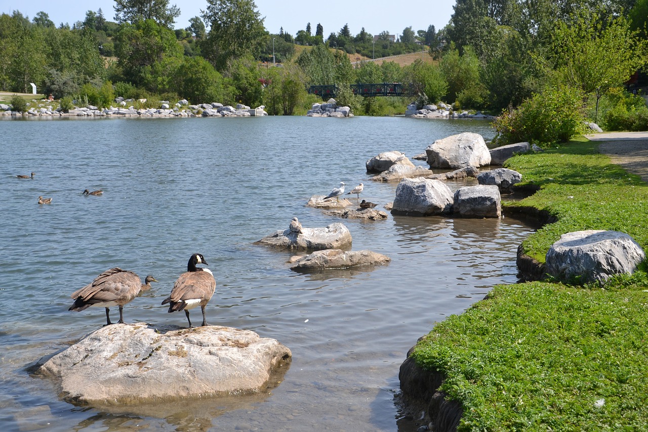 park  water  scenic free photo