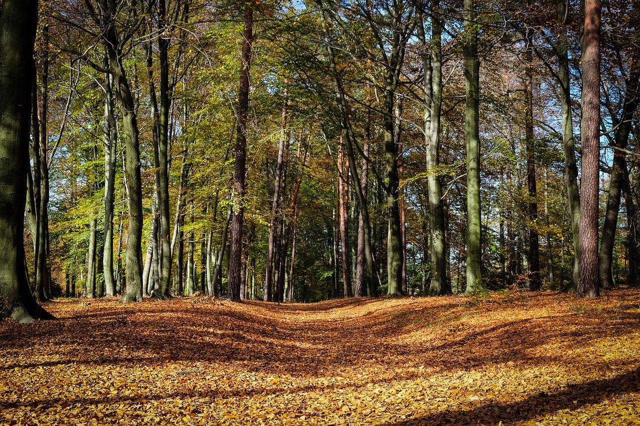 park  autumn  leaves free photo