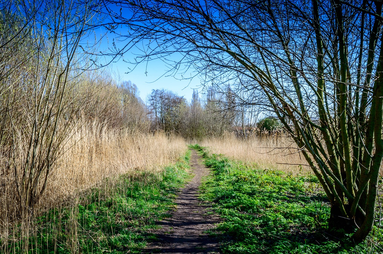 park forest path free photo