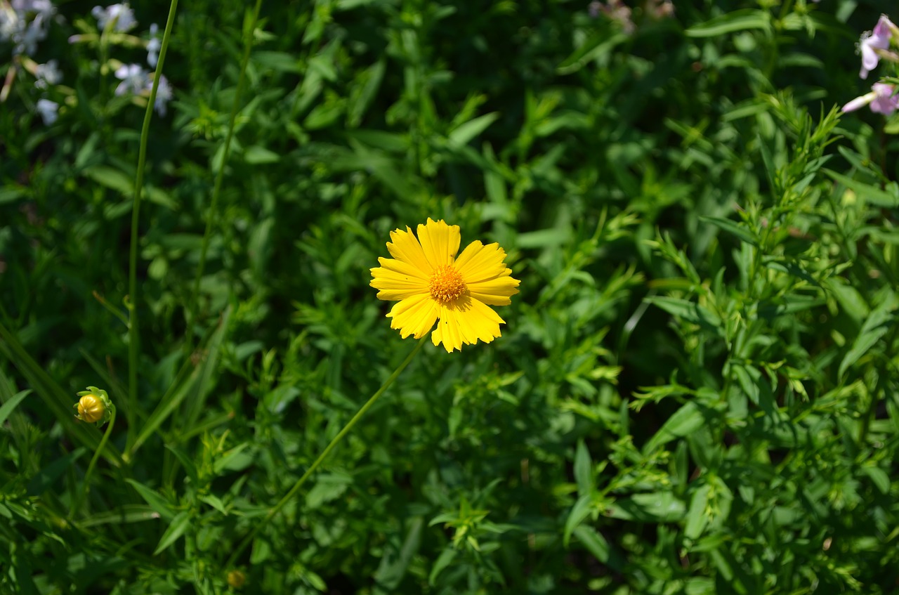 park  flowers  spring free photo