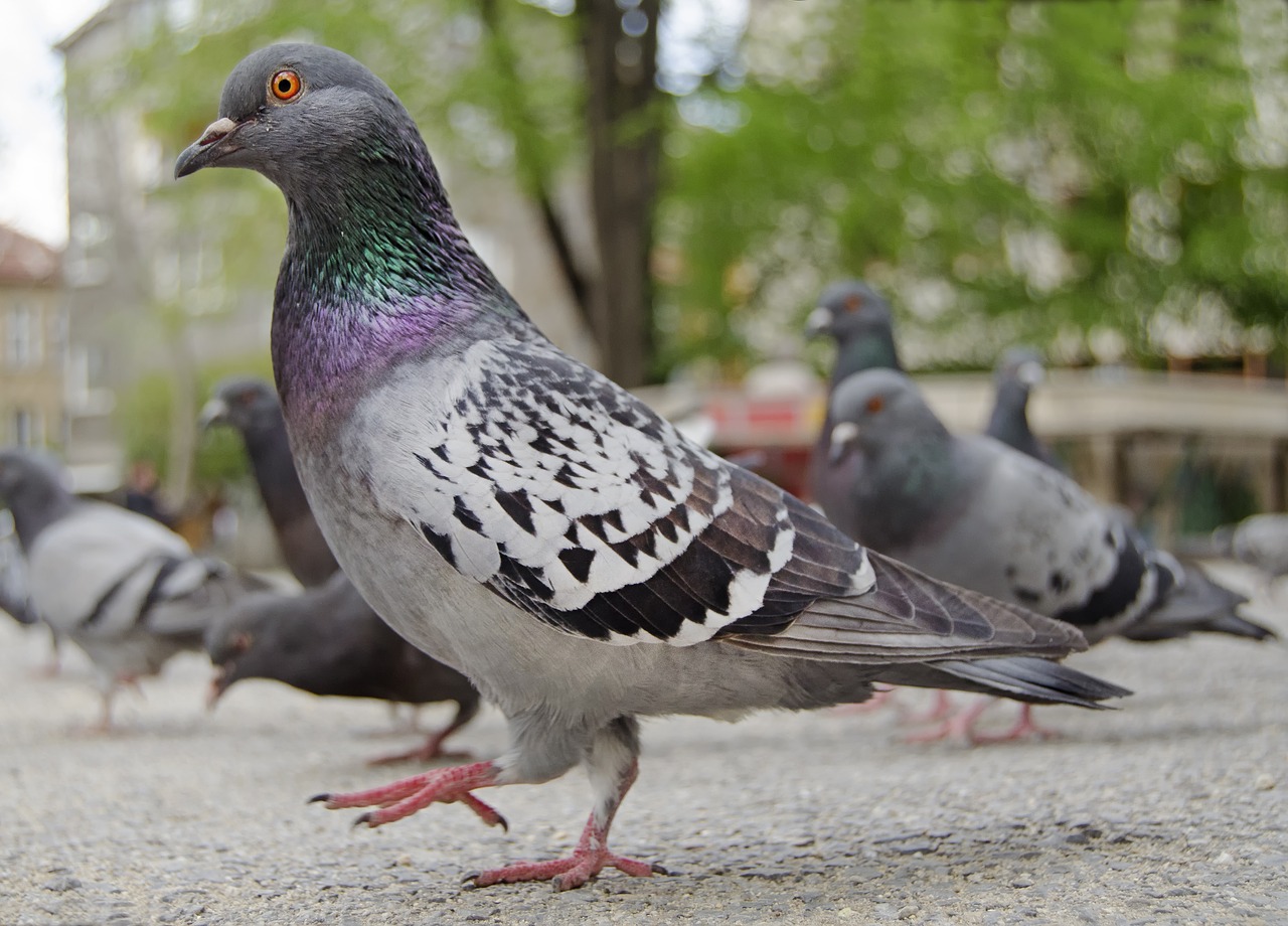 park  city  pigeon free photo